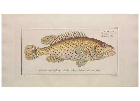 Reproducción/Reproduction 49774811187: Ichtyologie, ou, Histoire naturelle, générale et particulière des poissons :. A Berlin :Chez l'auteur, & chez François de la Garde libraire,1785-1797.. 