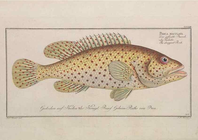 Reproducción/Reproduction 49774811187: Ichtyologie, ou, Histoire naturelle, générale et particulière des poissons :. A Berlin :Chez l'auteur, & chez François de la Garde libraire,1785-1797.. 