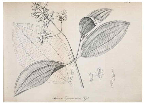Reproducción/Reproduction 49697740433: Gartenflora.. Erlangen :F. Enke,1852-1940.. 