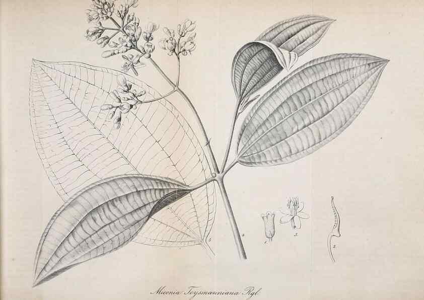 Reproducción/Reproduction 49697740433: Gartenflora.. Erlangen :F. Enke,1852-1940.. 
