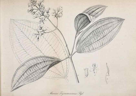 Reproducción/Reproduction 49697740433: Gartenflora.. Erlangen :F. Enke,1852-1940.. 