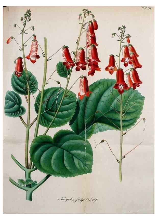 Reproducción/Reproduction 49698272886: Gartenflora.. Erlangen :F. Enke,1852-1940.. 