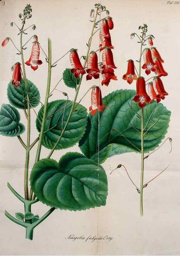 Reproducción/Reproduction 49698272886: Gartenflora.. Erlangen :F. Enke,1852-1940.. 