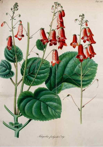 Reproducción/Reproduction 49698272886: Gartenflora.. Erlangen :F. Enke,1852-1940.. 