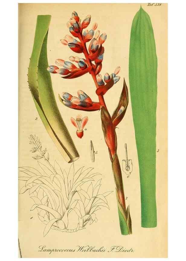 Reproducción/Reproduction 49698273196: Gartenflora.. Erlangen :F. Enke,1852-1940.. 