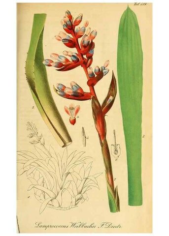 Reproducción/Reproduction 49698273196: Gartenflora.. Erlangen :F. Enke,1852-1940.. 