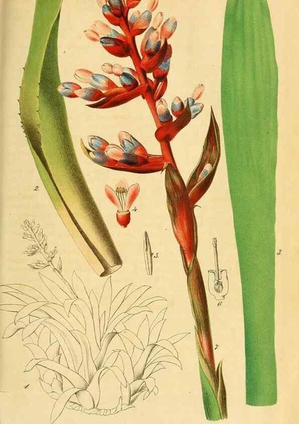 Reproducción/Reproduction 49698273196: Gartenflora.. Erlangen :F. Enke,1852-1940.. 