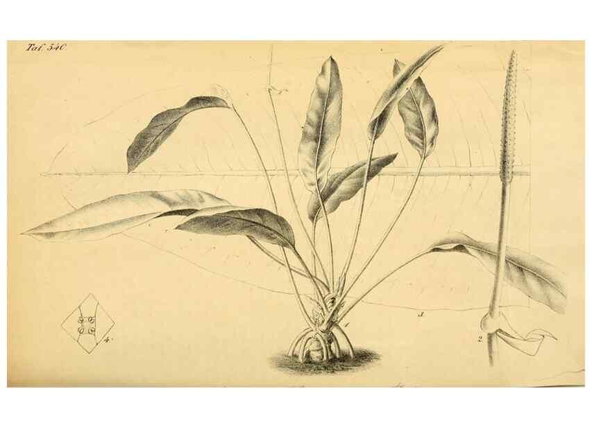 Reproducción/Reproduction 49698273486: Gartenflora.. Erlangen :F. Enke,1852-1940.. 