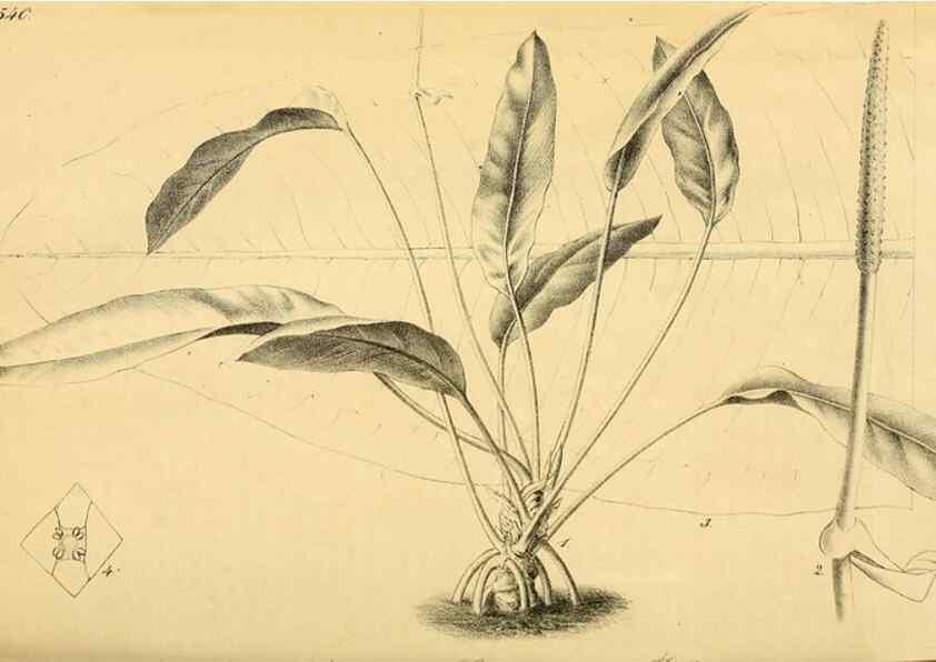 Reproducción/Reproduction 49698273486: Gartenflora.. Erlangen :F. Enke,1852-1940.. 