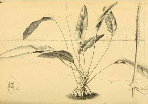 Reproducción/Reproduction 49698273486: Gartenflora.. Erlangen :F. Enke,1852-1940.. 