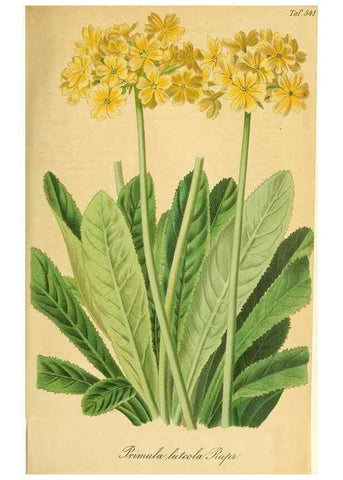 Reproducción/Reproduction 49698273681: Gartenflora.. Erlangen :F. Enke,1852-1940.. 