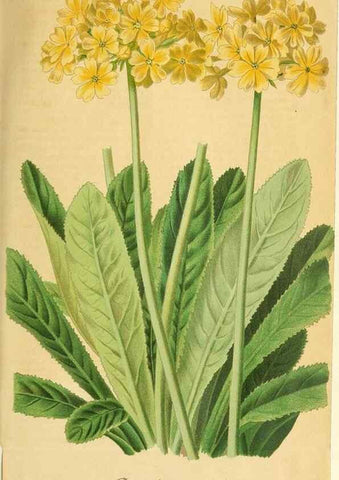 Reproducción/Reproduction 49698273681: Gartenflora.. Erlangen :F. Enke,1852-1940.. 
