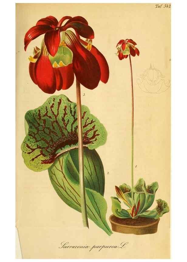 Reproducción/Reproduction 49698273896: Gartenflora.. Erlangen :F. Enke,1852-1940.. 