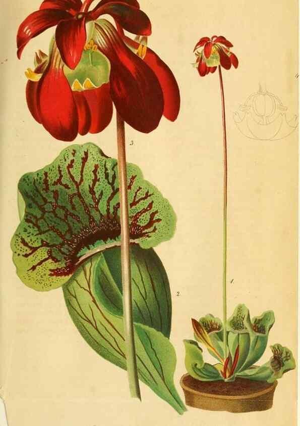 Reproducción/Reproduction 49698273896: Gartenflora.. Erlangen :F. Enke,1852-1940.. 