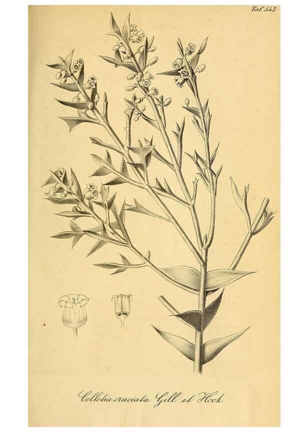 Reproducción/Reproduction 49698579667: Gartenflora.. Erlangen :F. Enke,1852-1940.. 