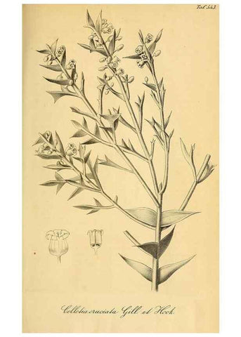 Reproducción/Reproduction 49698579667: Gartenflora.. Erlangen :F. Enke,1852-1940.. 