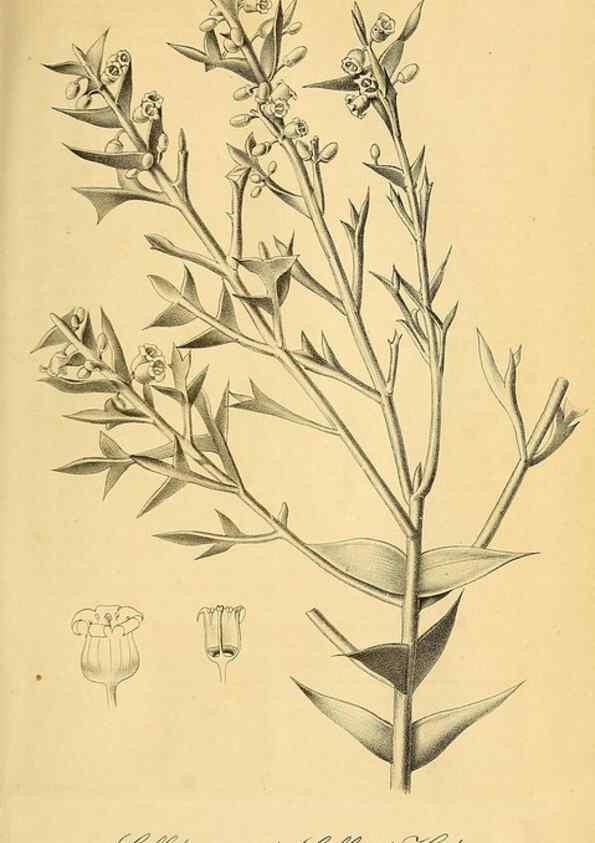 Reproducción/Reproduction 49698579667: Gartenflora.. Erlangen :F. Enke,1852-1940.. 