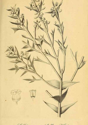 Reproducción/Reproduction 49698579667: Gartenflora.. Erlangen :F. Enke,1852-1940.. 