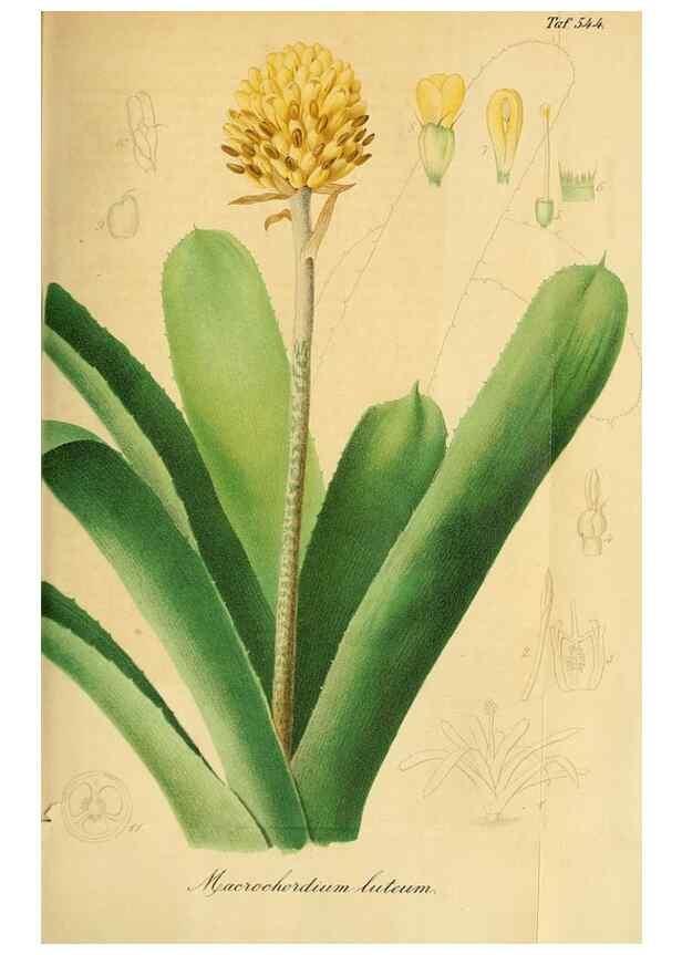 Reproducción/Reproduction 49697742388: Gartenflora.. Erlangen :F. Enke,1852-1940.. 