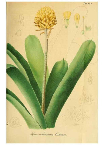 Reproducción/Reproduction 49697742388: Gartenflora.. Erlangen :F. Enke,1852-1940.. 