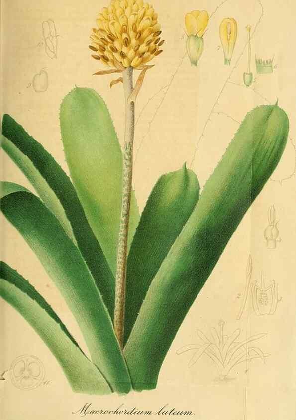 Reproducción/Reproduction 49697742388: Gartenflora.. Erlangen :F. Enke,1852-1940.. 