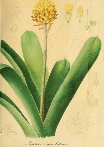 Reproducción/Reproduction 49697742388: Gartenflora.. Erlangen :F. Enke,1852-1940.. 