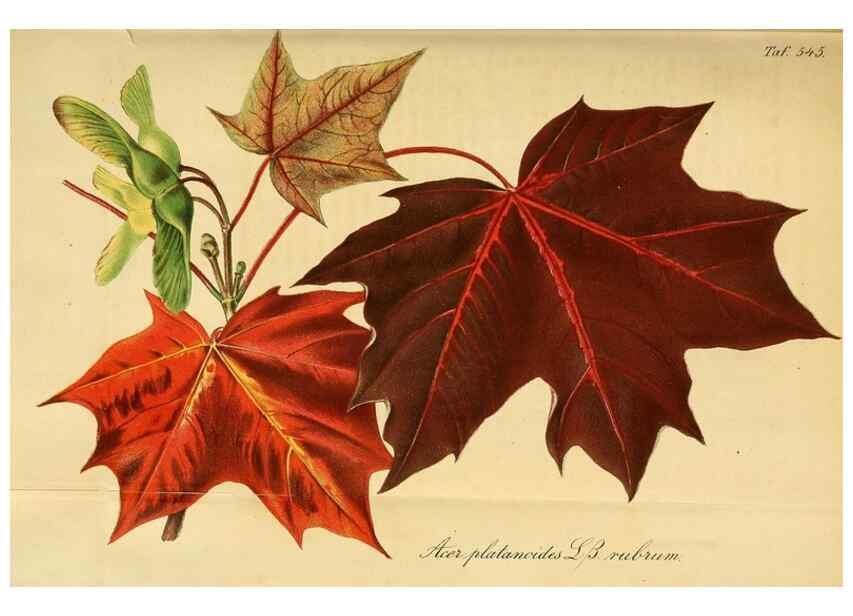 Reproducción/Reproduction 49697742673: Gartenflora.. Erlangen :F. Enke,1852-1940.. 