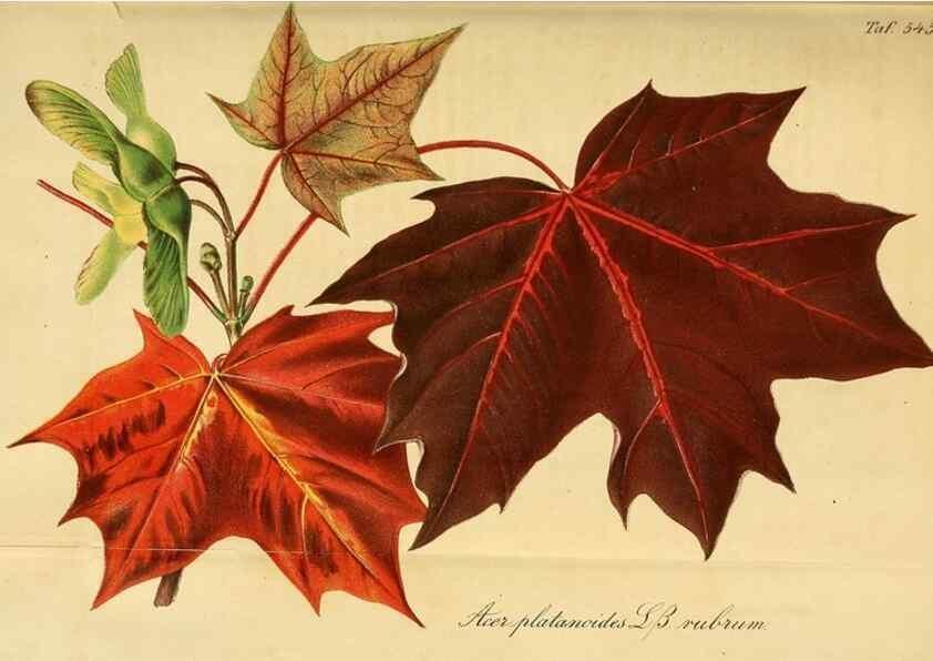 Reproducción/Reproduction 49697742673: Gartenflora.. Erlangen :F. Enke,1852-1940.. 