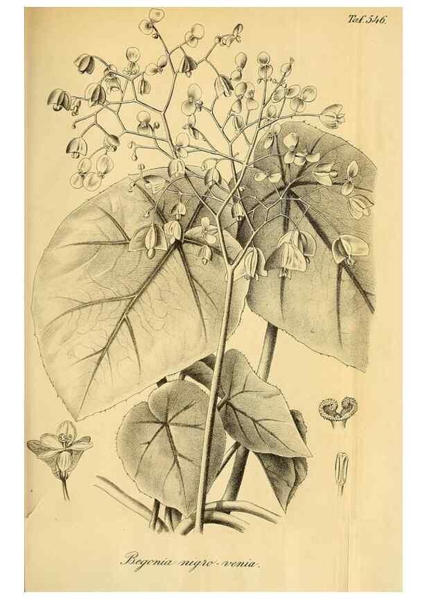 Reproducción/Reproduction 49698580257: Gartenflora.. Erlangen :F. Enke,1852-1940.. 