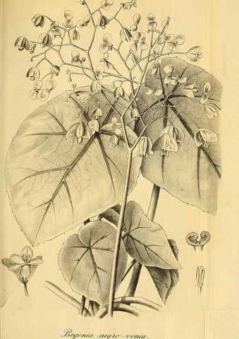 Reproducción/Reproduction 49698580257: Gartenflora.. Erlangen :F. Enke,1852-1940.. 