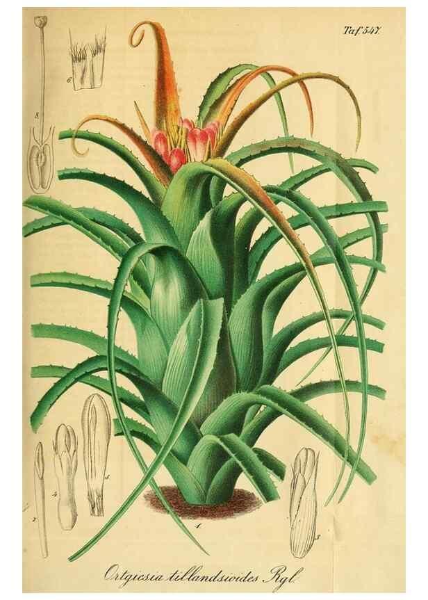 Reproducción/Reproduction 49698275056: Gartenflora.. Erlangen :F. Enke,1852-1940.. 
