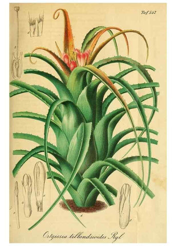 Reproducción/Reproduction 49698275056: Gartenflora.. Erlangen :F. Enke,1852-1940.. 
