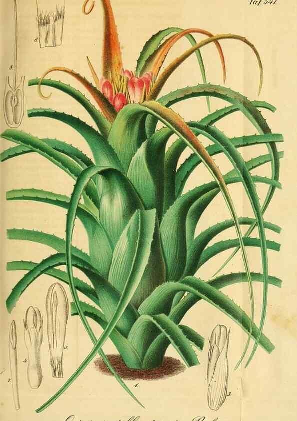 Reproducción/Reproduction 49698275056: Gartenflora.. Erlangen :F. Enke,1852-1940.. 