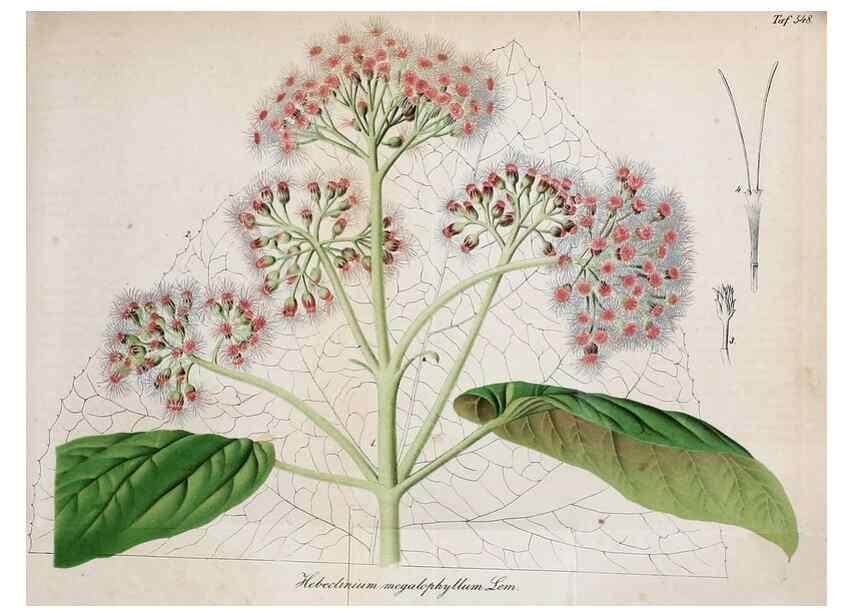 Reproducción/Reproduction 49697743418: Gartenflora.. Erlangen :F. Enke,1852-1940.. 