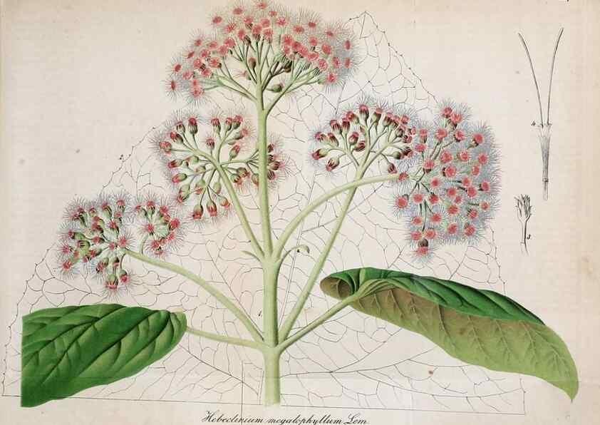 Reproducción/Reproduction 49697743418: Gartenflora.. Erlangen :F. Enke,1852-1940.. 
