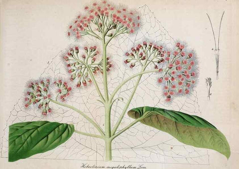 Reproducción/Reproduction 49697743418: Gartenflora.. Erlangen :F. Enke,1852-1940.. 