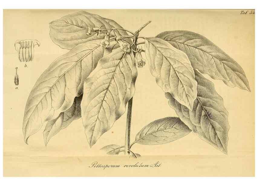 Reproducción/Reproduction 49698580942: Gartenflora.. Erlangen :F. Enke,1852-1940.. 