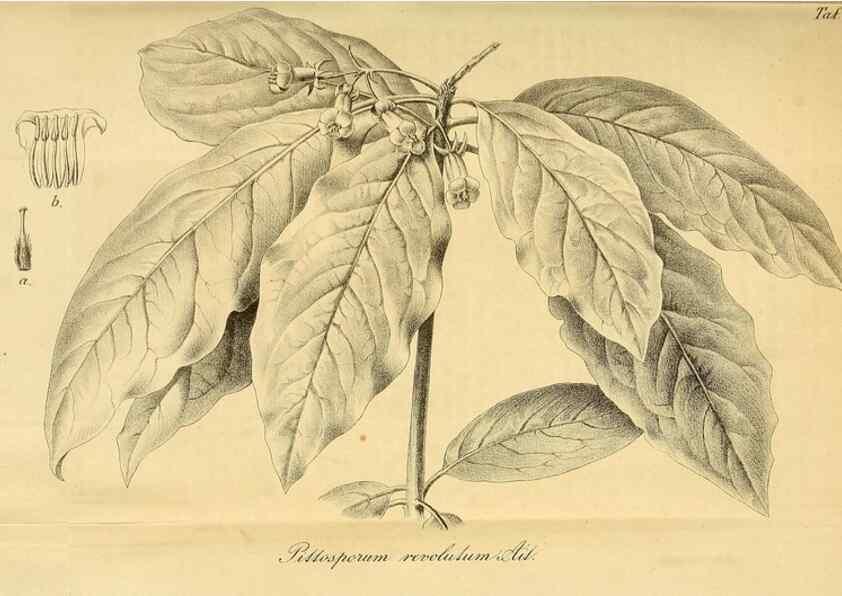 Reproducción/Reproduction 49698580942: Gartenflora.. Erlangen :F. Enke,1852-1940.. 