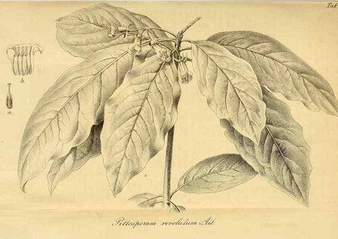 Reproducción/Reproduction 49698580942: Gartenflora.. Erlangen :F. Enke,1852-1940.. 