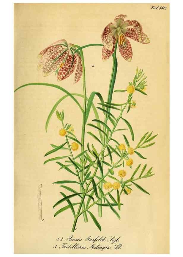 Reproducción/Reproduction 49697744023: Gartenflora.. Erlangen :F. Enke,1852-1940.. 