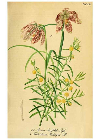 Reproducción/Reproduction 49697744023: Gartenflora.. Erlangen :F. Enke,1852-1940.. 