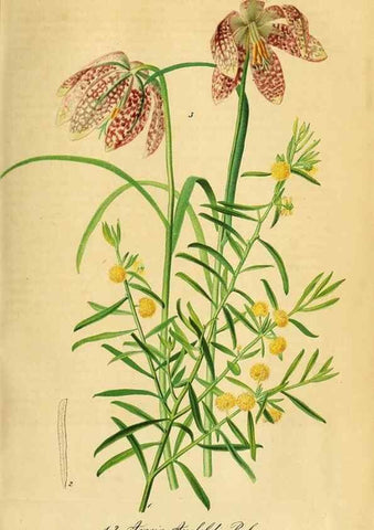 Reproducción/Reproduction 49697744023: Gartenflora.. Erlangen :F. Enke,1852-1940.. 