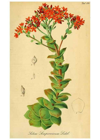 Reproducción/Reproduction 49698276276: Gartenflora.. Erlangen :F. Enke,1852-1940.. 