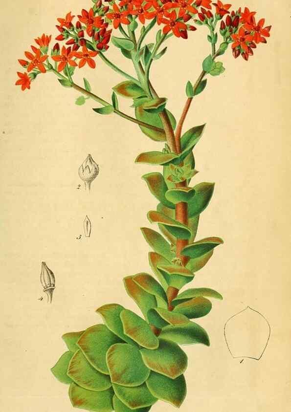 Reproducción/Reproduction 49698276276: Gartenflora.. Erlangen :F. Enke,1852-1940.. 