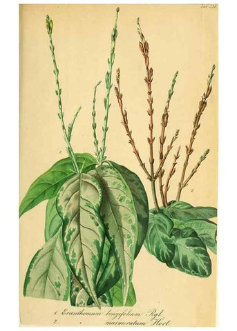 Reproducción/Reproduction 49698577737: Gartenflora.. Erlangen :F. Enke,1852-1940.. 