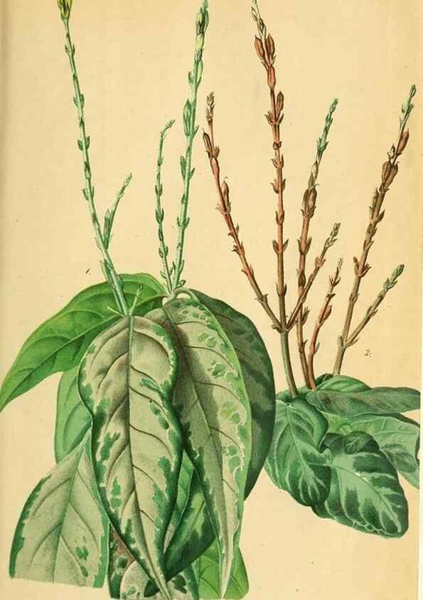Reproducción/Reproduction 49698577737: Gartenflora.. Erlangen :F. Enke,1852-1940.. 