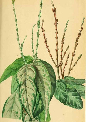 Reproducción/Reproduction 49698577737: Gartenflora.. Erlangen :F. Enke,1852-1940.. 
