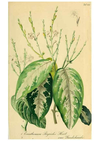 Reproducción/Reproduction 49697739928: Gartenflora.. Erlangen :F. Enke,1852-1940.. 