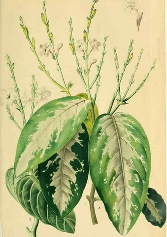 Reproducción/Reproduction 49697739928: Gartenflora.. Erlangen :F. Enke,1852-1940.. 