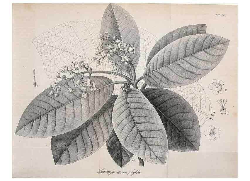 Reproducción/Reproduction 49697739653: Gartenflora.. Erlangen :F. Enke,1852-1940.. 